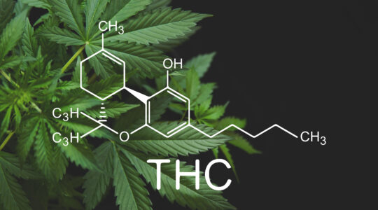 taux de THC